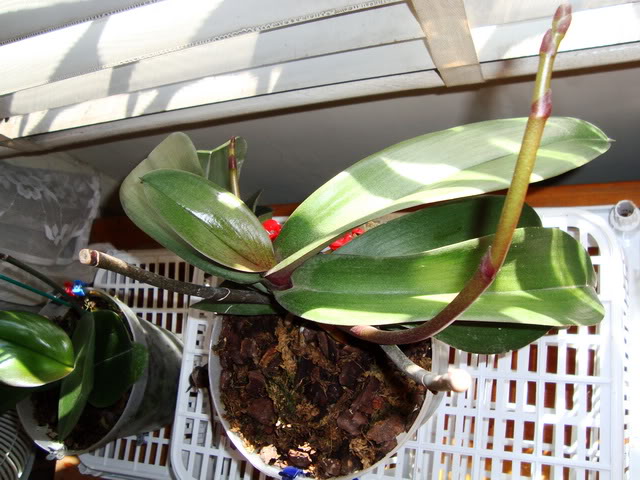 orquidea.jpg