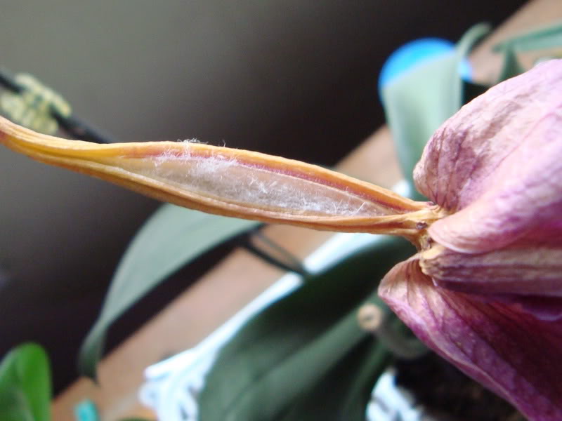 orquidea.jpg