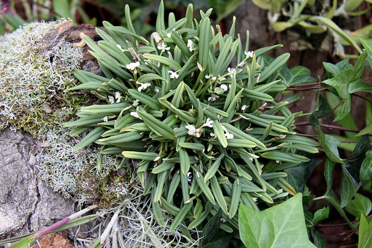orquidea.jpg