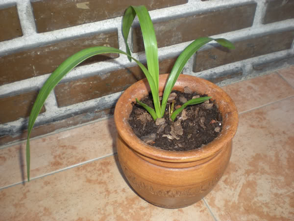 orquidea.jpg