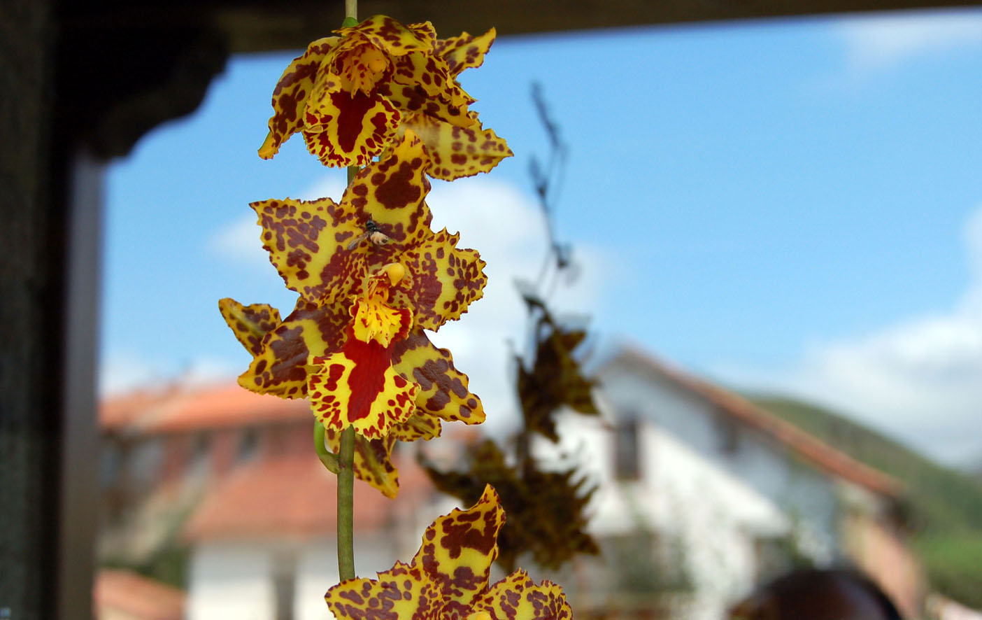 Orquidea.jpg
