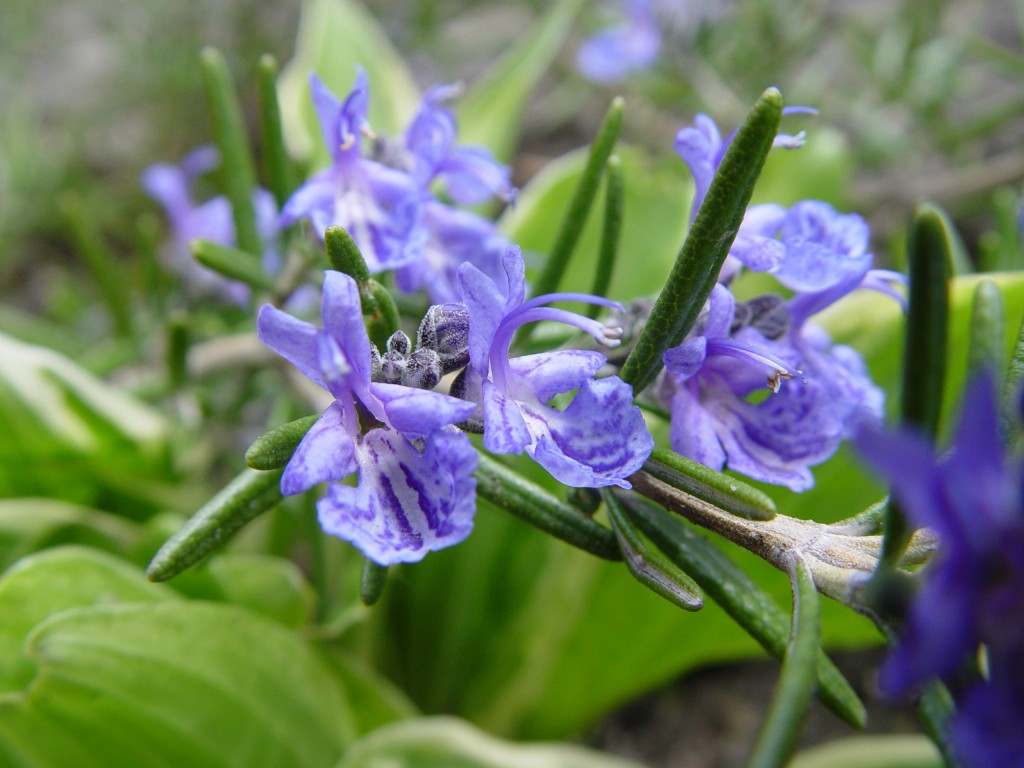 orquidea.jpg