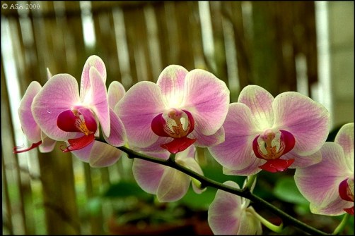 orquidea.jpg