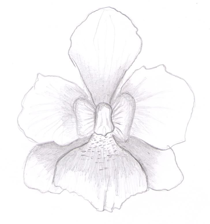 orquidea-unknown.jpg