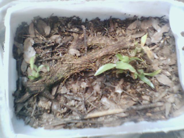 orquidea001.JPG