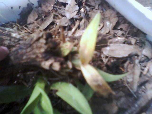 orquidea002.JPG