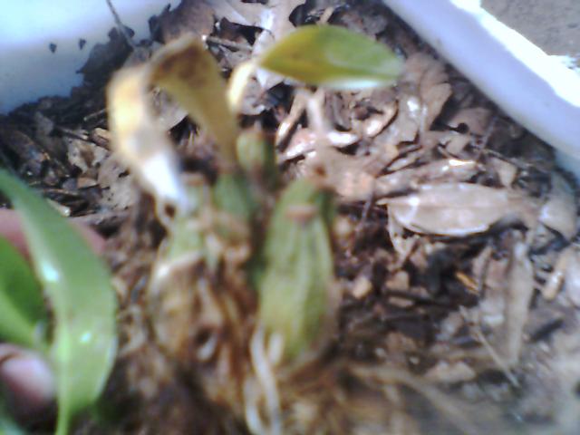 orquidea003.JPG