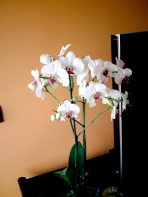 orquidea004.jpg