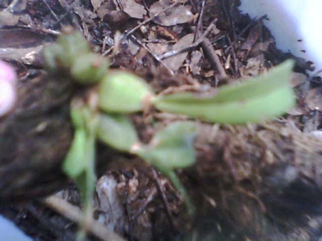 orquidea005.JPG