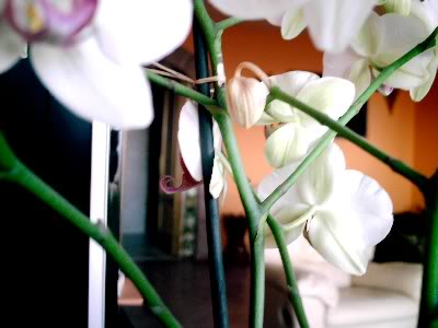 orquidea006.jpg