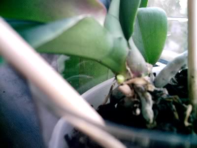 orquidea007.jpg
