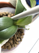 orquidea01.jpg