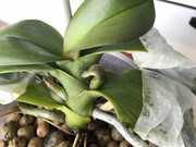 orquidea02.jpg