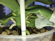 orquidea03.jpg