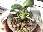 orquidea04.jpg