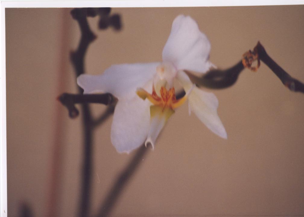 orquidea1%7E0.jpg