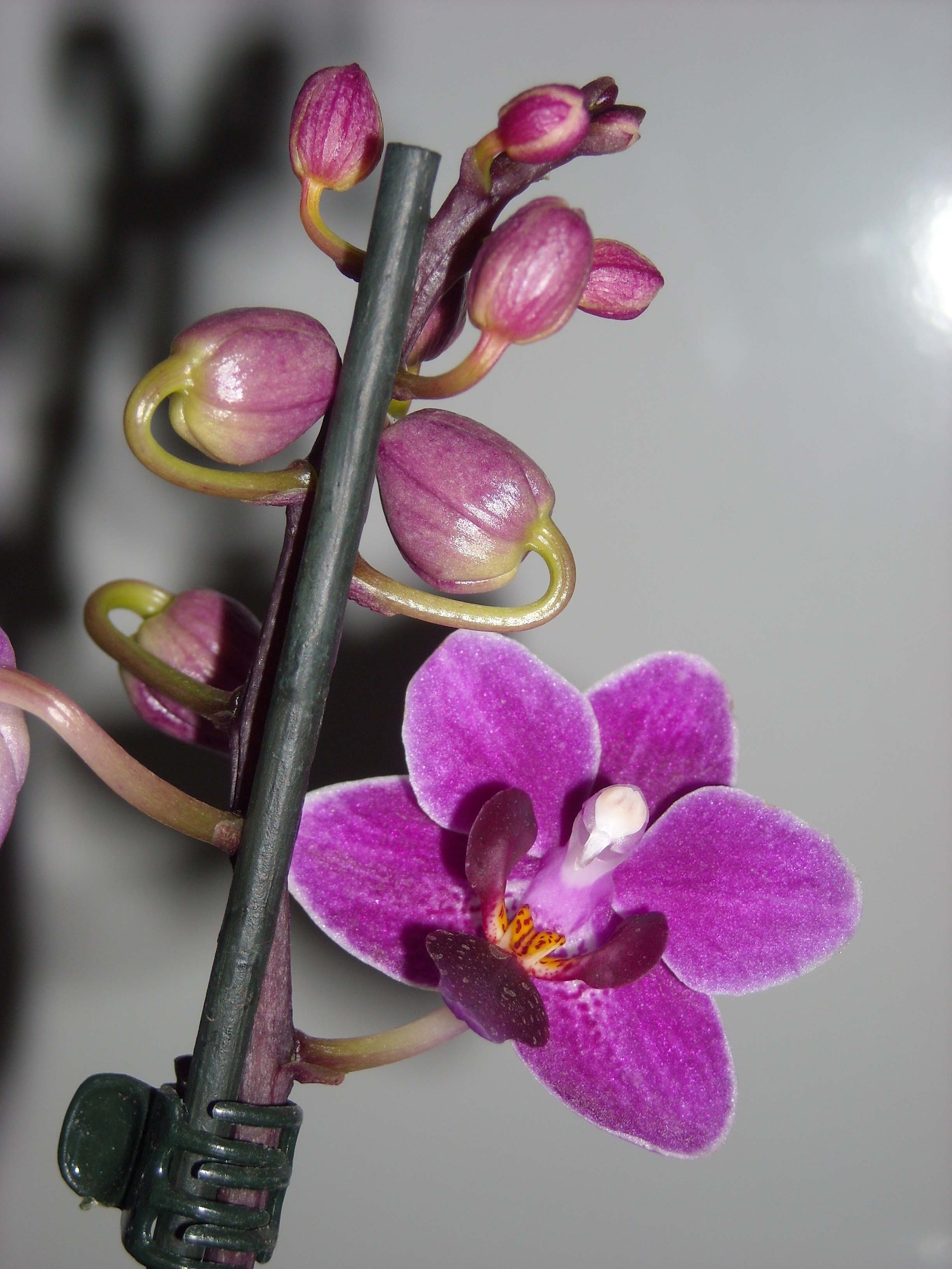 orquidea1.jpg