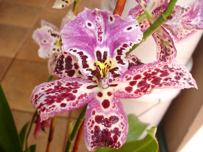 ORQUIDEA1.jpg