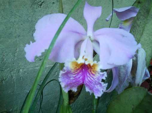 Orquidea1.jpg