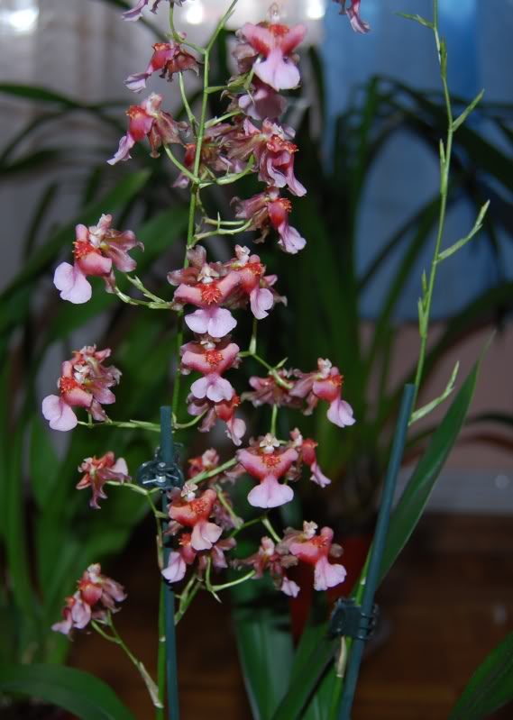 Orquidea1.jpg