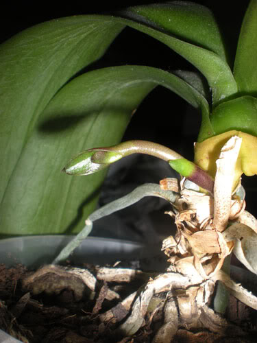 orquidea1.jpg