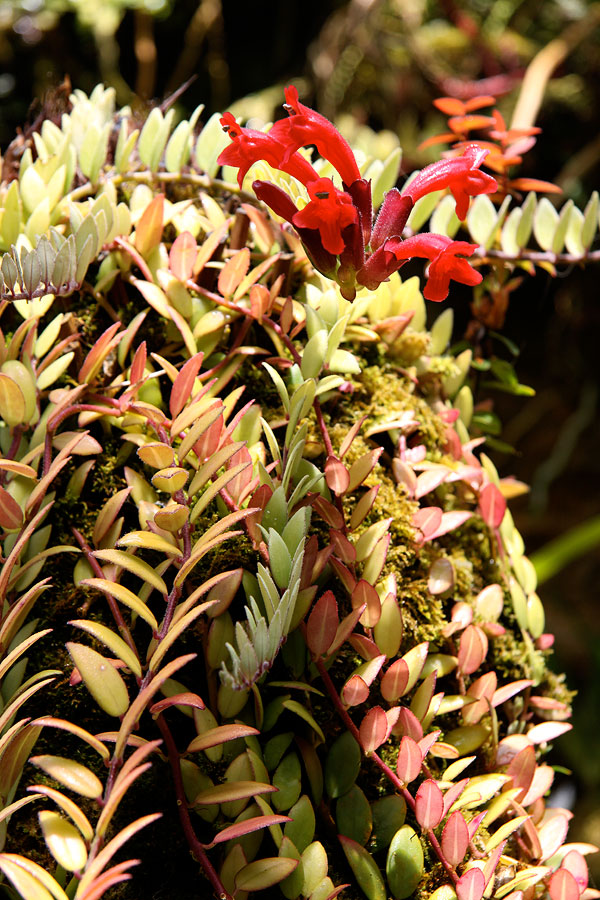orquidea1.jpg