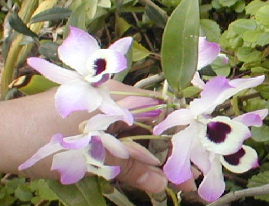 Orquidea1.jpg