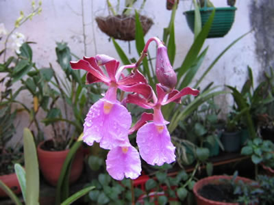orquidea1.jpg