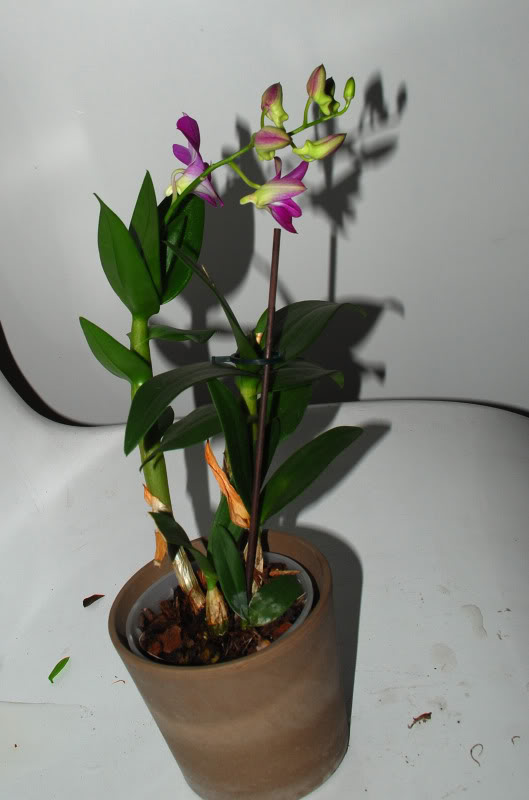 orquidea10.jpg
