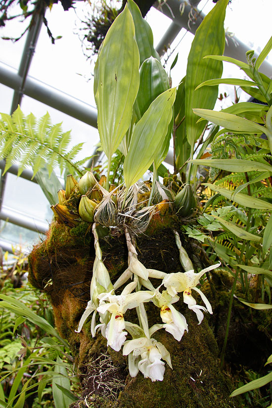orquidea11.jpg