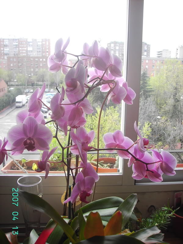 orquidea113-04-07.jpg