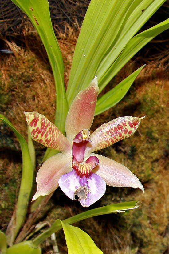 orquidea13.jpg