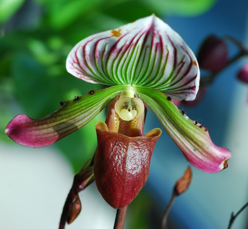 orquidea2-1.jpg