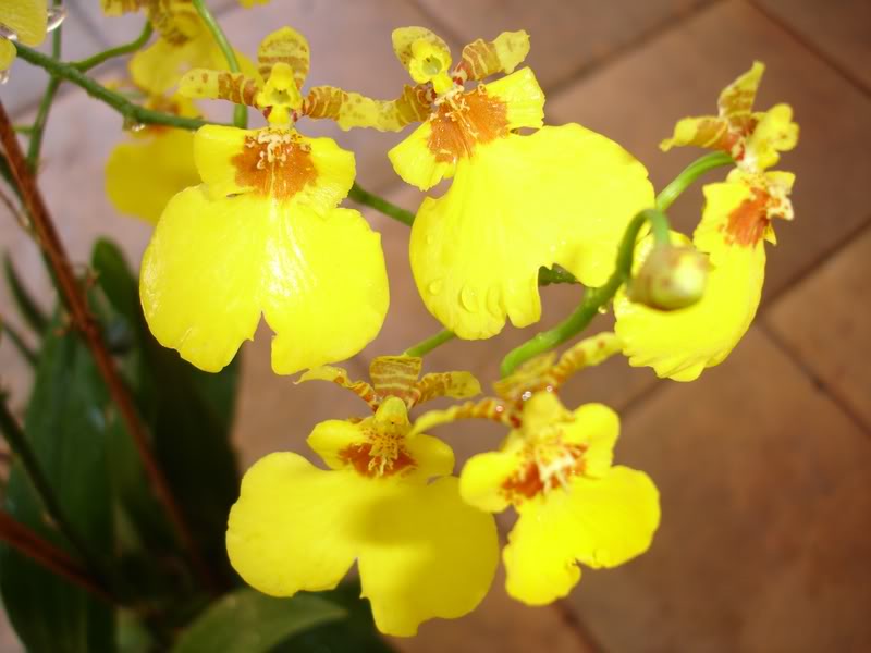 ORQUIDEA2.jpg
