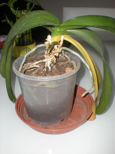 orquidea2.jpg