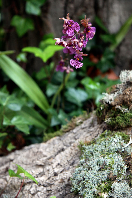 orquidea2.jpg