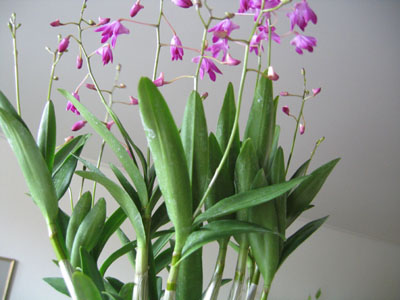 orquidea2.jpg