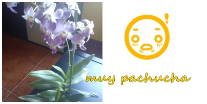 orquidea2.jpg