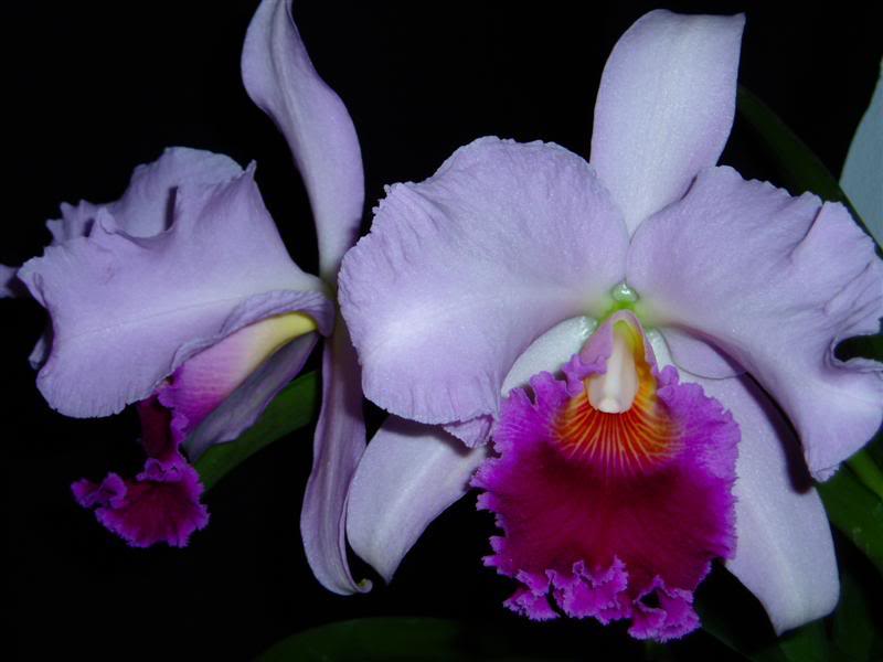 ORQUIDEA25Medium.jpg