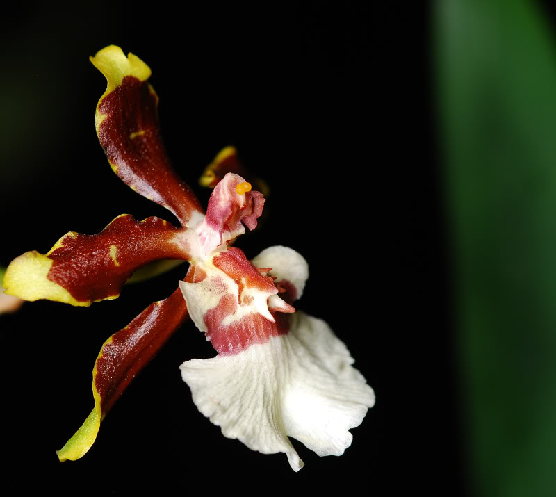 orquidea3-2-1.jpg