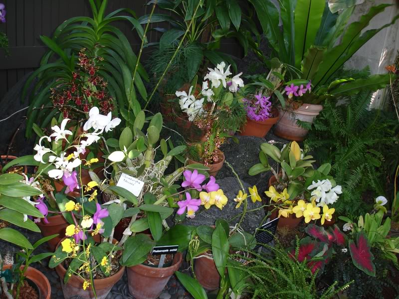 ORQUIDEA3.jpg