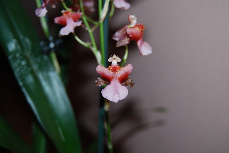 Orquidea3.jpg