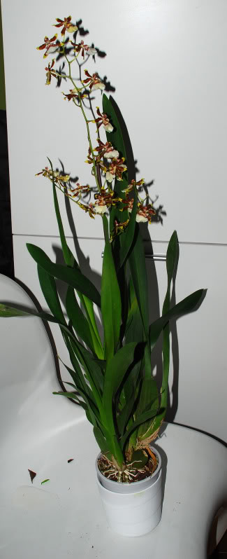 orquidea4-1.jpg