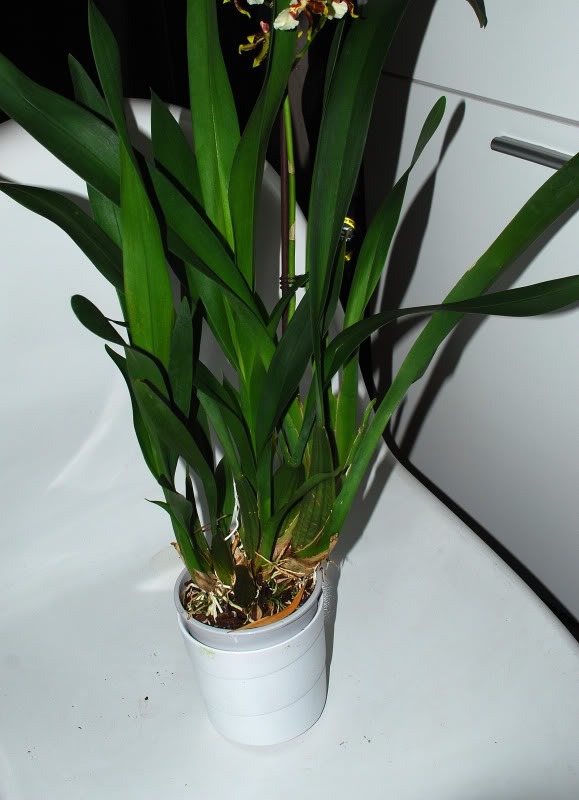 orquidea4-2.jpg