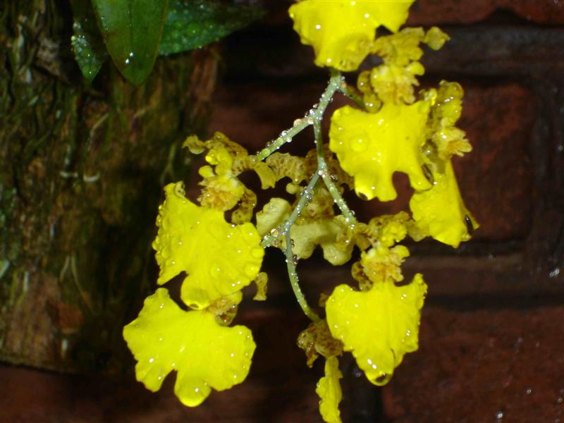 orquidea4%20(Medium).jpg