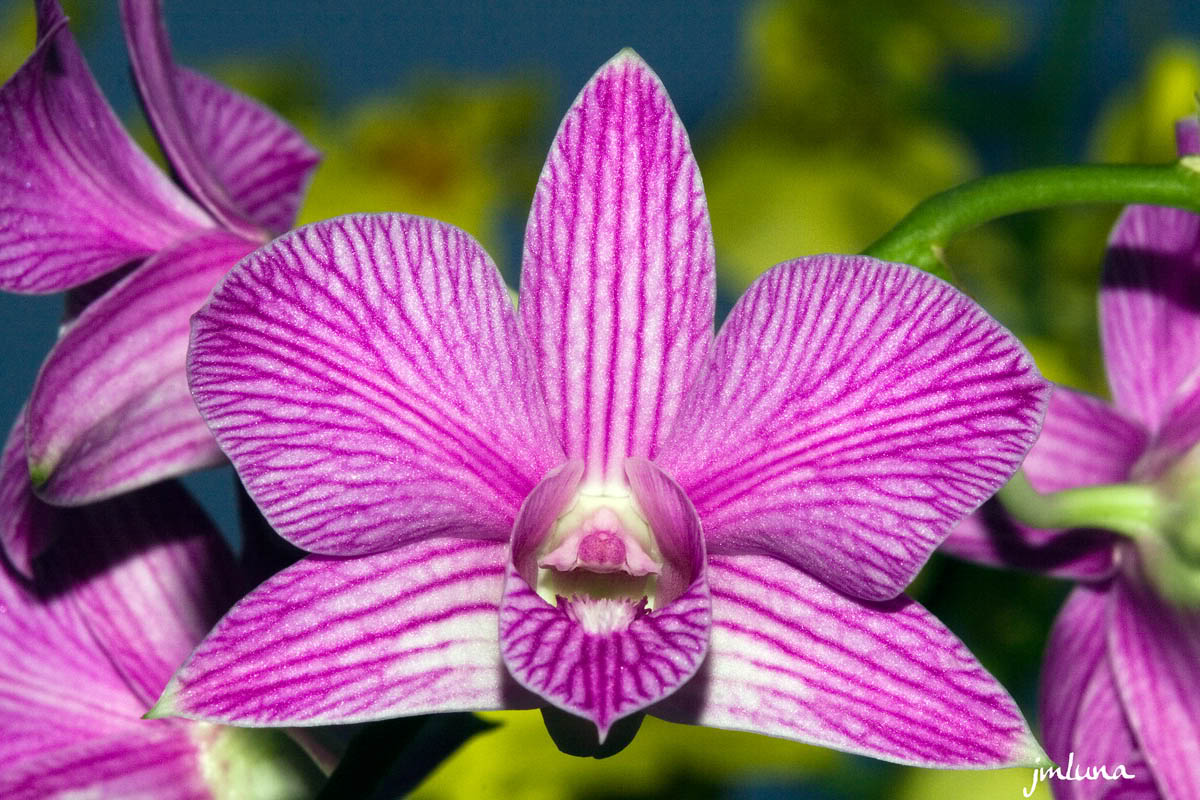 orquidea4.jpg