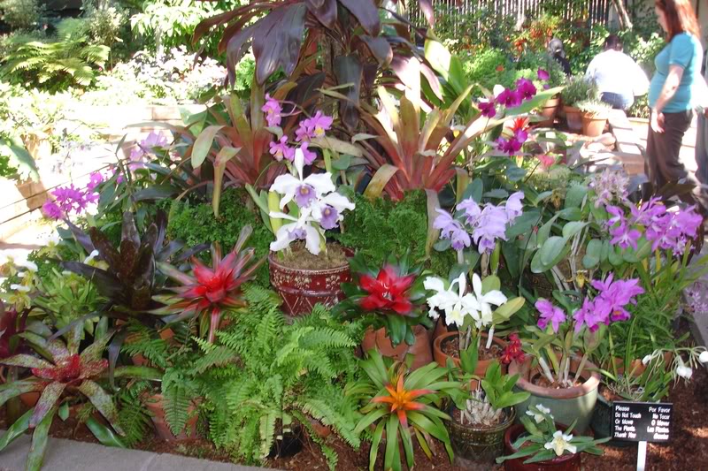 ORQUIDEA4.jpg