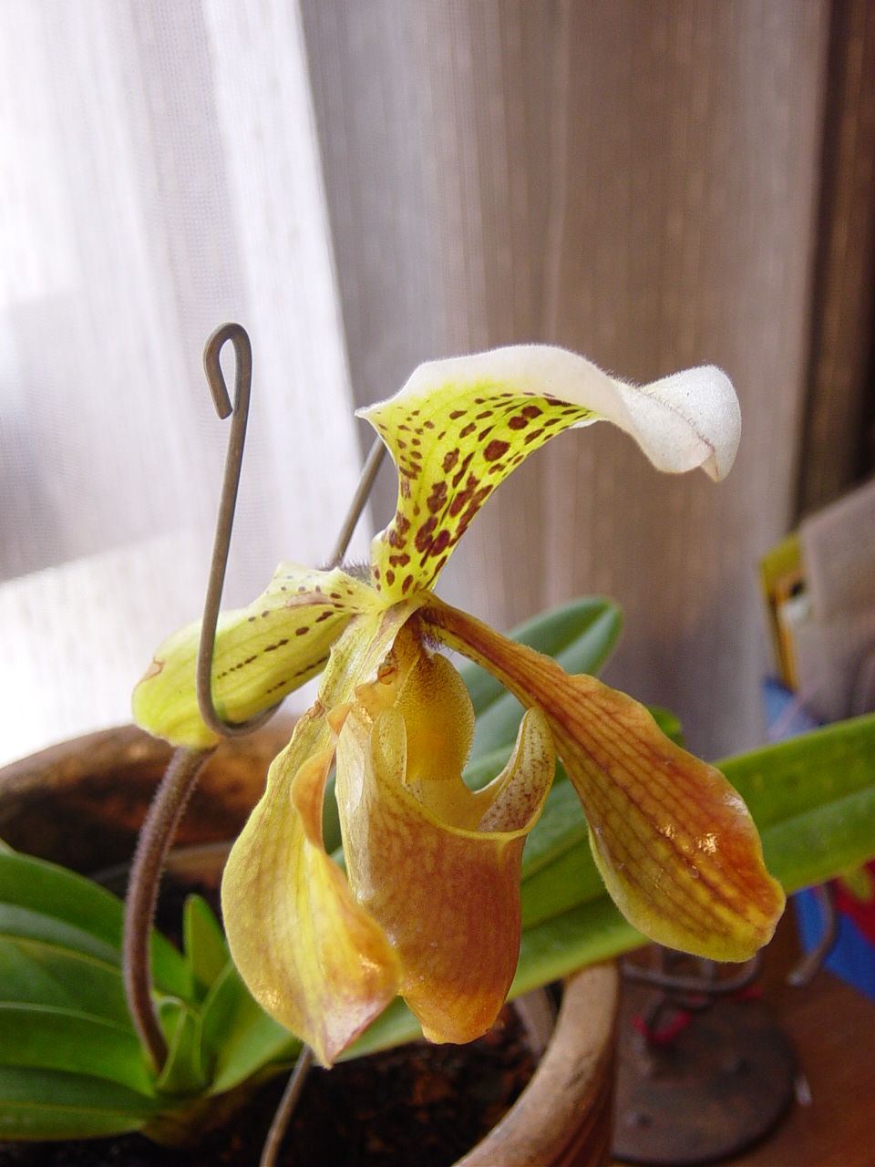 orquidea4.JPG