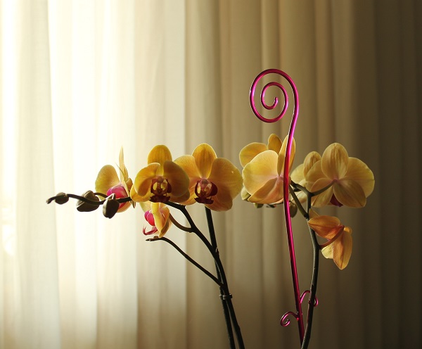 orquidea4.jpg