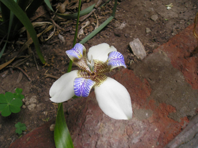 orquidea400.jpg